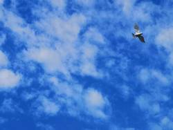 eine Taubendrohne fliegt am Himmel