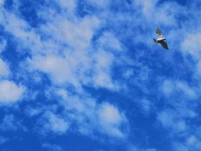eine Taubendrohne fliegt am Himmel